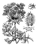 carota selvatica_daucus carota